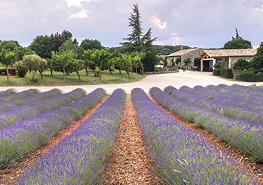 Champs de lavande